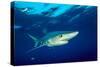 Blue shark and Pilot fish, Pico Island, Azores, Portugal-Franco Banfi-Stretched Canvas