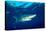 Blue shark and Pilot fish, Pico Island, Azores, Portugal-Franco Banfi-Stretched Canvas