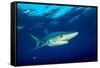 Blue shark and Pilot fish, Pico Island, Azores, Portugal-Franco Banfi-Framed Stretched Canvas