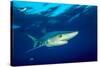 Blue shark and Pilot fish, Pico Island, Azores, Portugal-Franco Banfi-Stretched Canvas