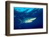 Blue shark and Pilot fish, Pico Island, Azores, Portugal-Franco Banfi-Framed Photographic Print