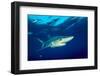 Blue shark and Pilot fish, Pico Island, Azores, Portugal-Franco Banfi-Framed Photographic Print