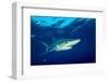 Blue shark and Pilot fish, Pico Island, Azores, Portugal-Franco Banfi-Framed Photographic Print