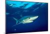 Blue shark and Pilot fish, Pico Island, Azores, Portugal-Franco Banfi-Mounted Photographic Print