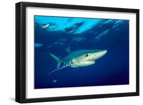 Blue shark and Pilot fish, Pico Island, Azores, Portugal-Franco Banfi-Framed Photographic Print