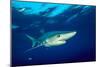 Blue shark and Pilot fish, Pico Island, Azores, Portugal-Franco Banfi-Mounted Photographic Print