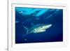 Blue shark and Pilot fish, Pico Island, Azores, Portugal-Franco Banfi-Framed Photographic Print