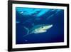 Blue shark and Pilot fish, Pico Island, Azores, Portugal-Franco Banfi-Framed Photographic Print