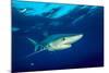 Blue shark and Pilot fish, Pico Island, Azores, Portugal-Franco Banfi-Mounted Photographic Print