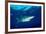 Blue shark and Pilot fish, Pico Island, Azores, Portugal-Franco Banfi-Framed Photographic Print