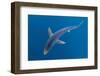 Blue shark beneath the surface, Penzance, Cornwall-Alex Mustard-Framed Photographic Print