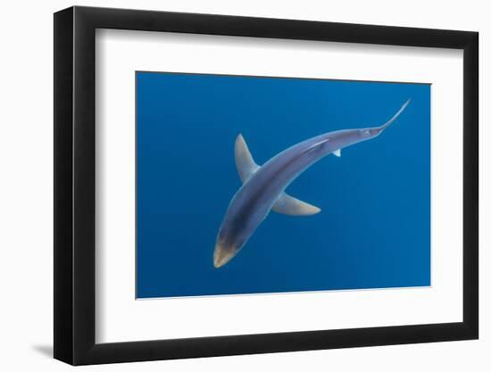 Blue shark beneath the surface, Penzance, Cornwall-Alex Mustard-Framed Photographic Print