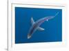 Blue shark beneath the surface, Penzance, Cornwall-Alex Mustard-Framed Photographic Print