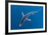 Blue shark beneath the surface, Penzance, Cornwall-Alex Mustard-Framed Photographic Print