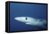Blue Shark Close-Up-Hal Beral-Framed Stretched Canvas
