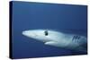 Blue Shark Close-Up-Hal Beral-Stretched Canvas