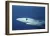 Blue Shark Close-Up-Hal Beral-Framed Photographic Print