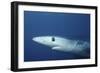 Blue Shark Close-Up-Hal Beral-Framed Photographic Print