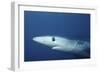 Blue Shark Close-Up-Hal Beral-Framed Photographic Print