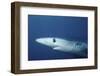 Blue Shark Close-Up-Hal Beral-Framed Photographic Print