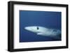 Blue Shark Close-Up-Hal Beral-Framed Photographic Print