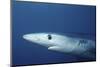 Blue Shark Close-Up-Hal Beral-Mounted Photographic Print