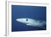 Blue Shark Close-Up-Hal Beral-Framed Photographic Print