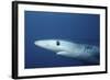 Blue Shark Close-Up-Hal Beral-Framed Photographic Print