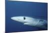 Blue Shark Close-Up-Hal Beral-Mounted Photographic Print