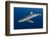 Blue Shark (Prionace Glauca) Azores Islands, Portugal, Atlantic Ocean-Jordi Chias-Framed Photographic Print