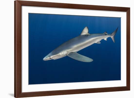 Blue Shark (Prionace Glauca) Azores Islands, Portugal, Atlantic Ocean-Jordi Chias-Framed Photographic Print