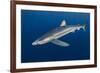 Blue Shark (Prionace Glauca) Azores Islands, Portugal, Atlantic Ocean-Jordi Chias-Framed Photographic Print