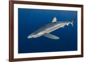 Blue Shark (Prionace Glauca) Azores Islands, Portugal, Atlantic Ocean-Jordi Chias-Framed Photographic Print