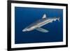 Blue Shark (Prionace Glauca) Azores Islands, Portugal, Atlantic Ocean-Jordi Chias-Framed Photographic Print