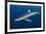 Blue Shark (Prionace Glauca) Azores Islands, Portugal, Atlantic Ocean-Jordi Chias-Framed Photographic Print