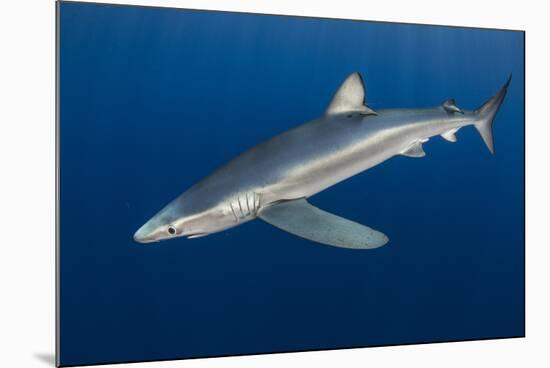 Blue Shark (Prionace Glauca) Azores Islands, Portugal, Atlantic Ocean-Jordi Chias-Mounted Photographic Print