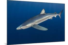 Blue Shark (Prionace Glauca) Azores Islands, Portugal, Atlantic Ocean-Jordi Chias-Mounted Photographic Print