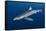 Blue Shark (Prionace Glauca) Azores Islands, Portugal, Atlantic Ocean-Jordi Chias-Framed Stretched Canvas