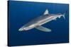 Blue Shark (Prionace Glauca) Azores Islands, Portugal, Atlantic Ocean-Jordi Chias-Stretched Canvas