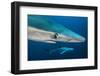 Blue Shark (Prionace Glauca) Close Up, Azores, Portugal-Jordi Chias-Framed Photographic Print