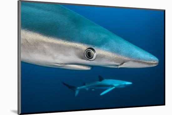 Blue Shark (Prionace Glauca) Close Up, Azores, Portugal-Jordi Chias-Mounted Photographic Print