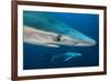 Blue Shark (Prionace Glauca) Close Up, Azores, Portugal-Jordi Chias-Framed Photographic Print