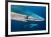 Blue Shark (Prionace Glauca) Close Up, Azores, Portugal-Jordi Chias-Framed Photographic Print