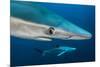 Blue Shark (Prionace Glauca) Close Up, Azores, Portugal-Jordi Chias-Mounted Photographic Print