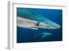 Blue Shark (Prionace Glauca) Close Up, Azores, Portugal-Jordi Chias-Framed Photographic Print