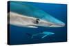 Blue Shark (Prionace Glauca) Close Up, Azores, Portugal-Jordi Chias-Stretched Canvas