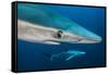 Blue Shark (Prionace Glauca) Close Up, Azores, Portugal-Jordi Chias-Framed Stretched Canvas