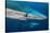 Blue Shark (Prionace Glauca) Close Up, Azores, Portugal-Jordi Chias-Stretched Canvas