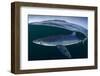 Blue shark (Prionace glauca) female off the coast of Portugal. August.-Luis Quinta-Framed Photographic Print