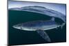 Blue shark (Prionace glauca) female off the coast of Portugal. August.-Luis Quinta-Mounted Photographic Print